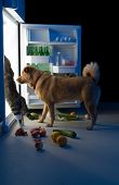stock photo of dog  - Cat and Dog searching for meat in the refrigerator - JPG 