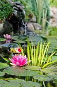 foto of dust wrapper  - This is a beautiful water lily background - JPG 