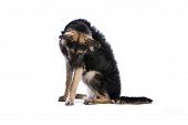 image of construction worker  - mixed breed dog isolated on a white background - JPG 
