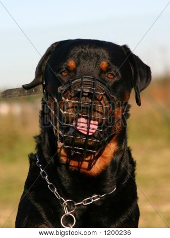 rottweiler dangerous picture or photo of purebred mastiff rottweiler and muzzle dangerous rottweiler dangerous picture or photo of purebred mastiff rottweiler and muzzle dangerous