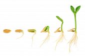 picture of nature  - Sequence of pumpkin plant growing isolated evolution concept - JPG 