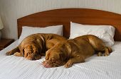 image of animals  - Dogue De Bordeaux funny couple in the bed - JPG 