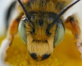 Bee Macro