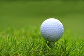 pic of golf  - Golf ball with tee in the grass - JPG 