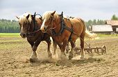 picture of horse  - Working horse with a farm field in the background - JPG 