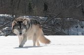 pic of animals  - Grey Wolf  - JPG 