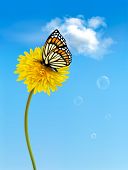 pic of nature  - Nature background with butterfly on a yellow dandelion - JPG 