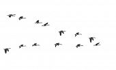 picture of leadership  - Flying geese in v shape isolated on white background - JPG 