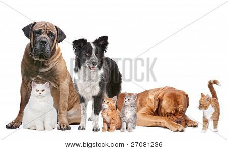 Picture or Photo of Group of Cats and Dogs in front of a white background