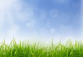pic of nature  - Spring nature background with grass and blue sky in the back - JPG 