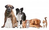 stock photo of group  - Group of Cats and Dogs in front of a white background - JPG 