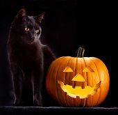 image of animals  - Halloween pumpkin and black cat scary spooky and creepy horror holiday superstition evil animal and jack lantern - JPG 