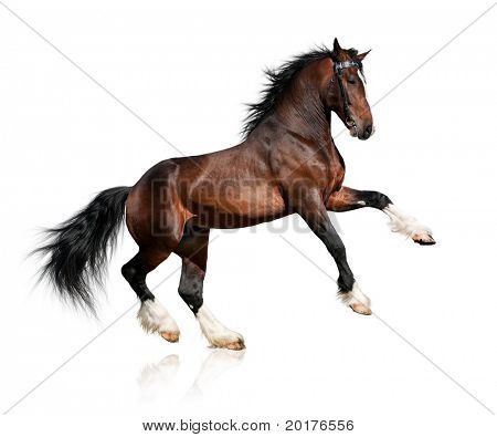 Picture or Photo of Bay big horse isolated on white background