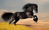 stock photo of sunset  - friesian stallion gallop in sunset - JPG 
