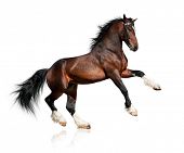 foto of animals  - Bay big horse isolated on white background - JPG 