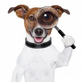 stock photo of fraud  - dog with a magnifying glass and searching - JPG 