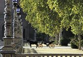 stock photo of horse  - horse and carriage at Parque de Maria Luisa  - JPG 