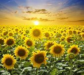 picture of sunset  - Summer landscape - JPG 