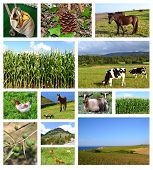 image of animals  - Collage of rural landscapes with fields and animals - JPG 