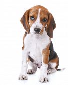 picture of over white  - beagle puppy over white background - JPG 