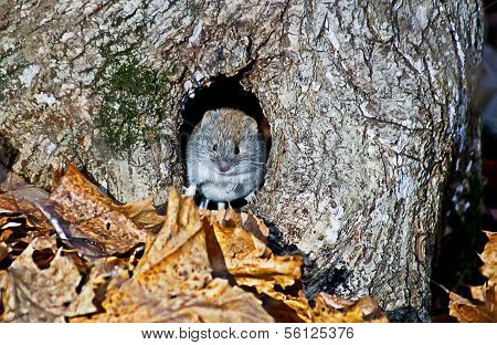Poster: Wood Mouse