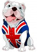 stock photo of english  - English Bulldog wearing a coat with the symbol of the English flag - JPG 