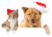 foto of dog  - Cat and Dog with red hats above white banner - JPG 