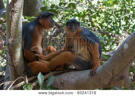 the physical and social characteristics of the african colobus monkey the physical and social characteristics of the african colobus monkey