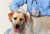 pic of dog  - Dog getting a vaccination from a Veterinarian - JPG 