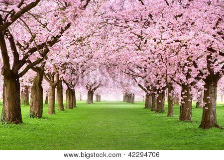 Picture or Photo of Ornamental garden with majestically blossoming large cherry trees on a fresh green lawn
