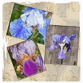 image of iris  - This is a collage of textured iris flowers bearded and Japanese iris a set of 3 on an old parchment type background - JPG 