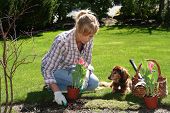 stock photo of pals  - Pretty woman working in her garden with a dog by her side - JPG 