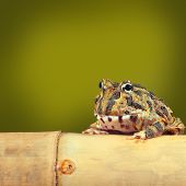 stock photo of animals  - Pacman frog or toad - JPG 