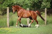 stock photo of horse  - Nice chestnut arabian horse running in paddock in spring - JPG 