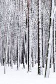 Winter Forest