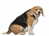 stock photo of animals  - Fat Beagle - JPG 