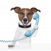 picture of curiosity  - dog on the phone talking and calling - JPG 