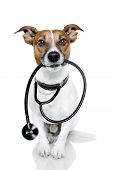 stock photo of pressure  - medical doctor dog holding a black stethoscope - JPG 