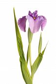 stock photo of iris  - Single flower leaves and developing buds of a purple and yellow pseudata or eyelash iris flower isolated against a white background - JPG 