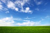 picture of blue sky  - field on a background of the blue sky - JPG 