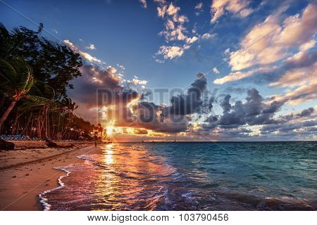 Poster: Palm trees along the beach