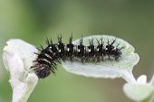 Black Caterpillar