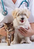 image of dog  - Little dog and cat at the veterinary checkup - JPG 