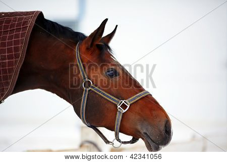 Picture or Photo of Portrait of a horse. Sports horse. Thoroughbred stallion. Muzzle of a horse. Saddle horse.