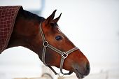 pic of horse  - Portrait of a horse - JPG 