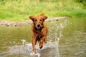 pic of dog  - running wet orange golden retriever dog over water outdoors - JPG 