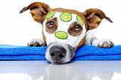 foto of health  - Dog With A Beauty Mask and cucumber - JPG 