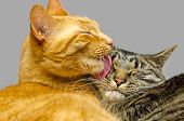 image of animals  - One cat grooming another cat - JPG 