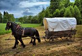 picture of horse  - Vintage chariot with two black horses - JPG 