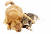 stock photo of dog  - Dog and cat relaxing on white background - JPG 